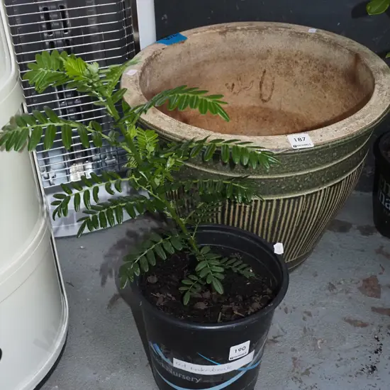 potted red kaka beak