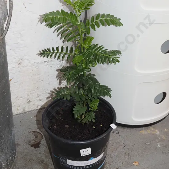 potted red kaka beak
