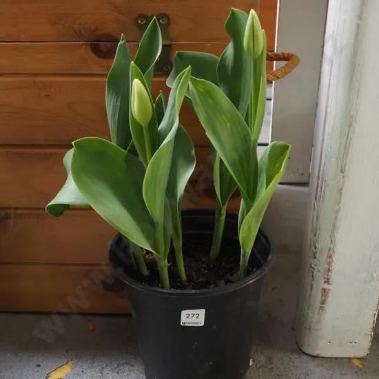 potted tulips