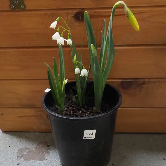 potted daffodils, snow drops
