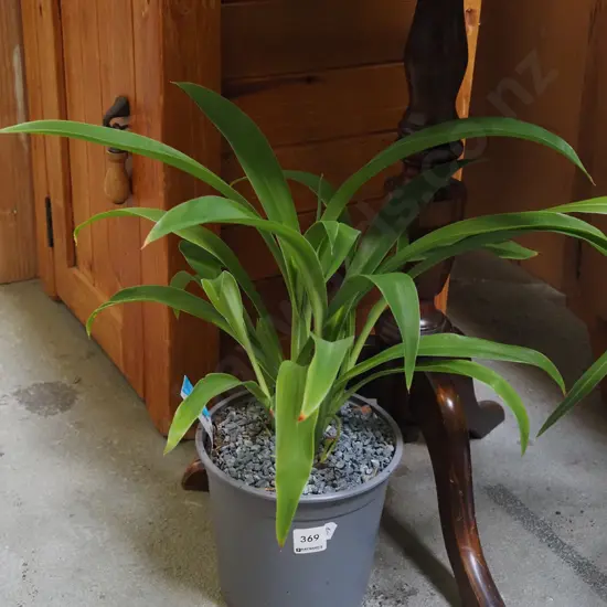 potted reinga reinga lily