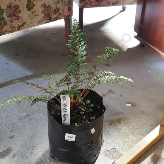 potted NZ shield fern