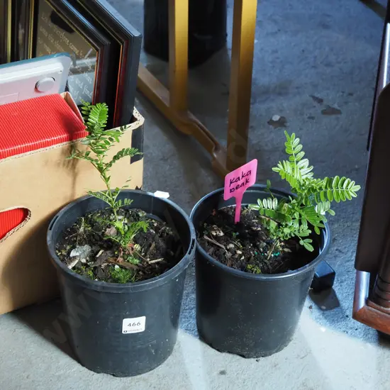 2x potted kaka beaks