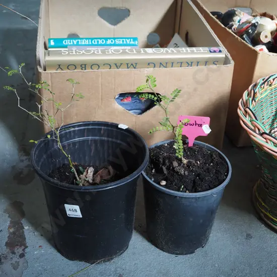 2x potted kowhai