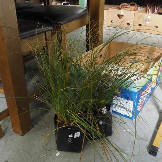 2x bagged NZ native bronze grasses
