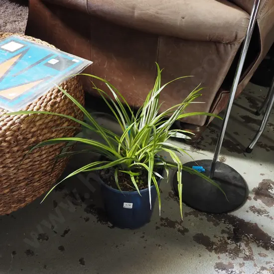 potted NZ astelia bush lily