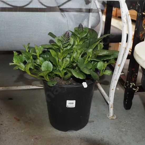 potted ajuga black scallops