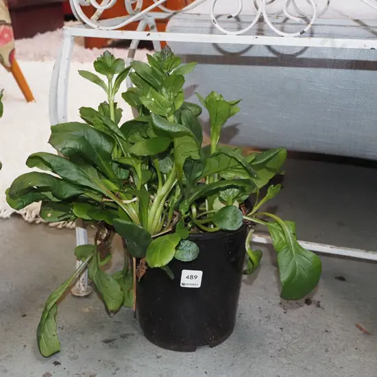 potted ajuga black scallops