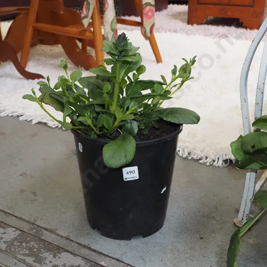 potted ajuga black scallops