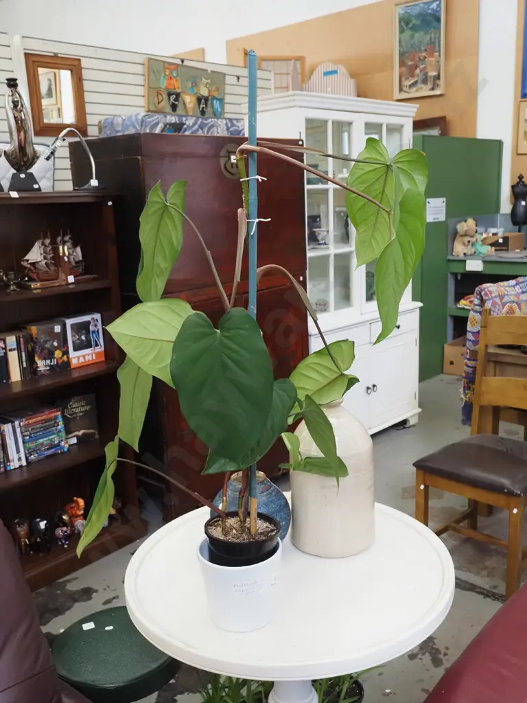 potted philodendron elephant ears Image 1++