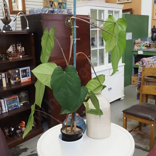potted philodendron elephant ears