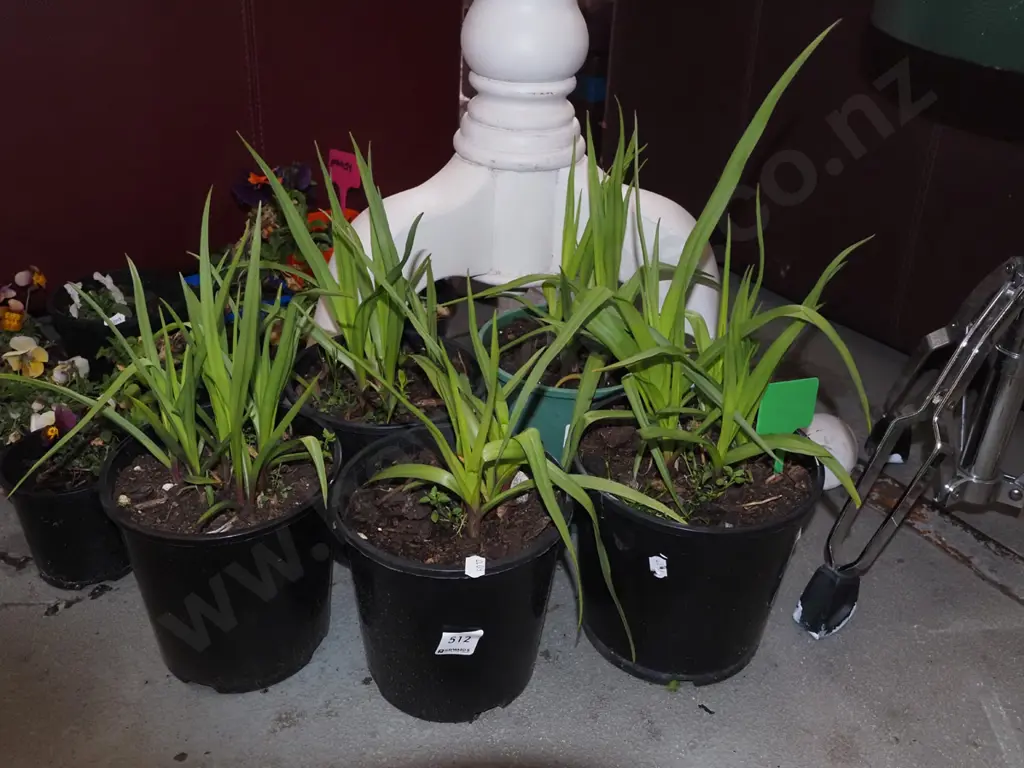 5x potted spiderworts Image 1++