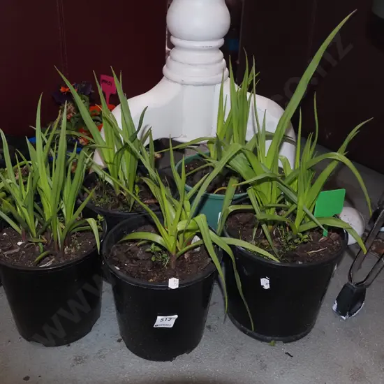 5x potted spiderworts