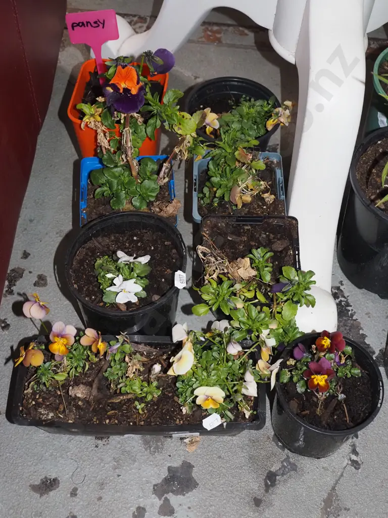 various potted pansies Image 1++