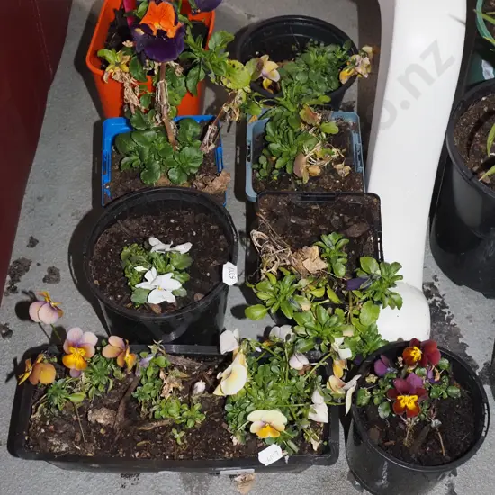 various potted pansies