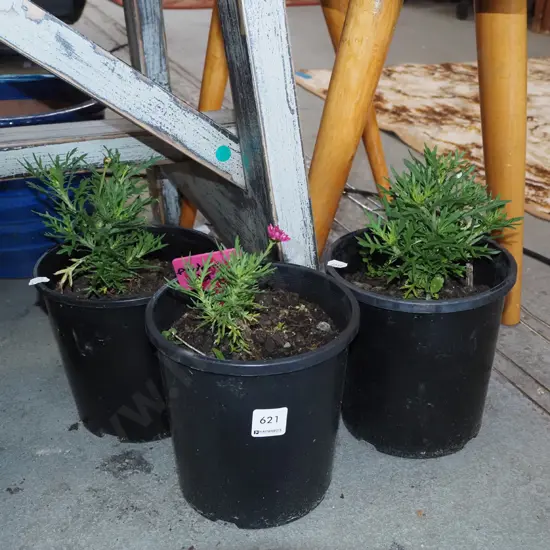 3x potted federation daisies