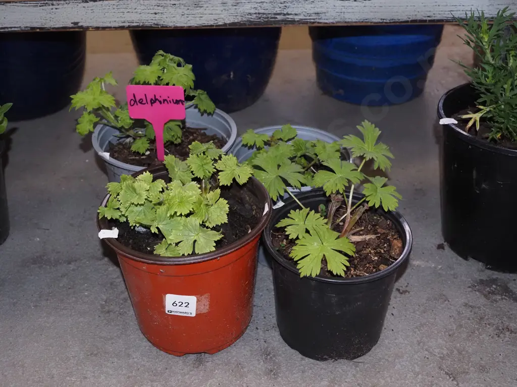 4x potted delphiniums Image 1++