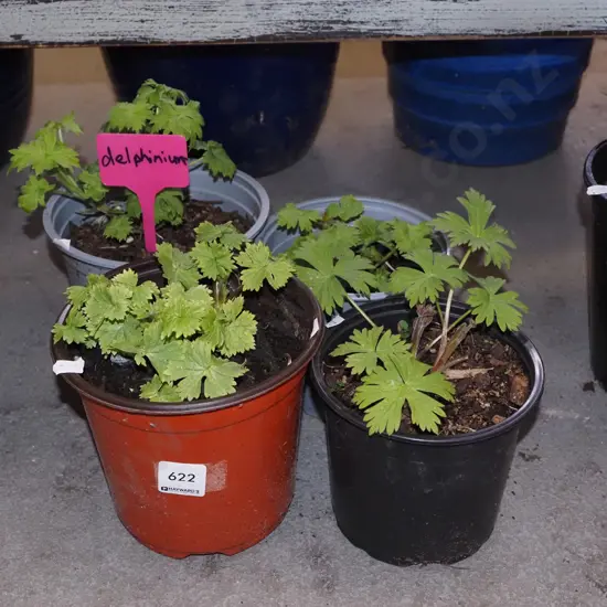 4x potted delphiniums