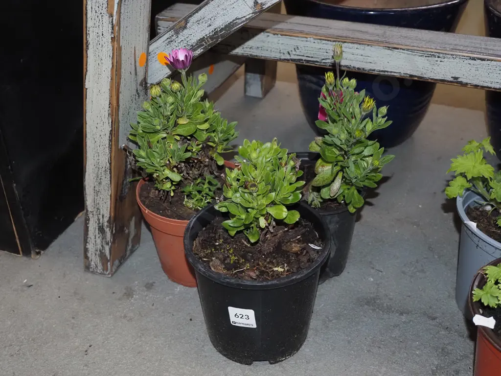 3x potted daisies Image 1++