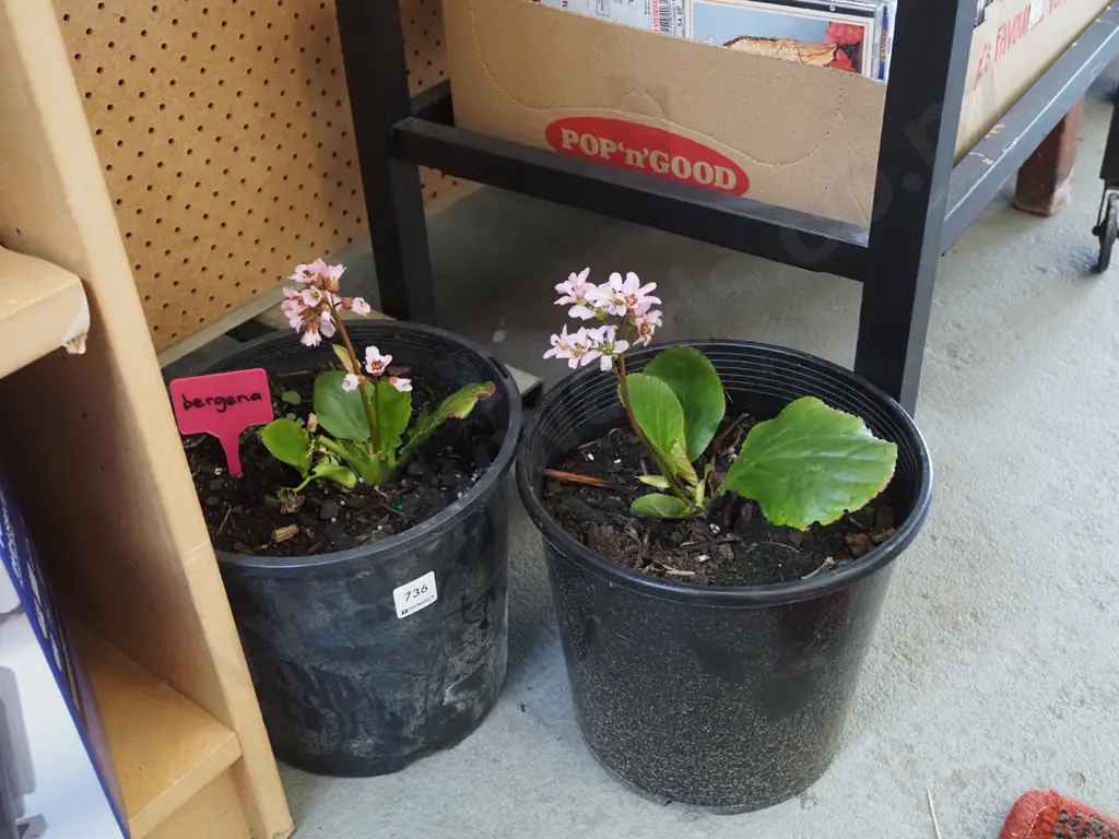 2x potted begonias Image 1++