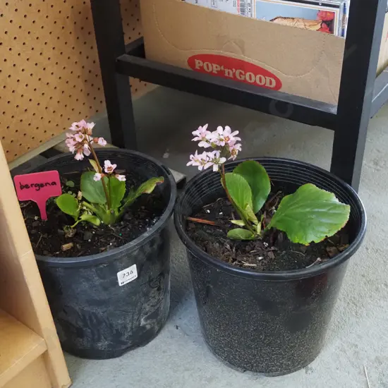 2x potted begonias