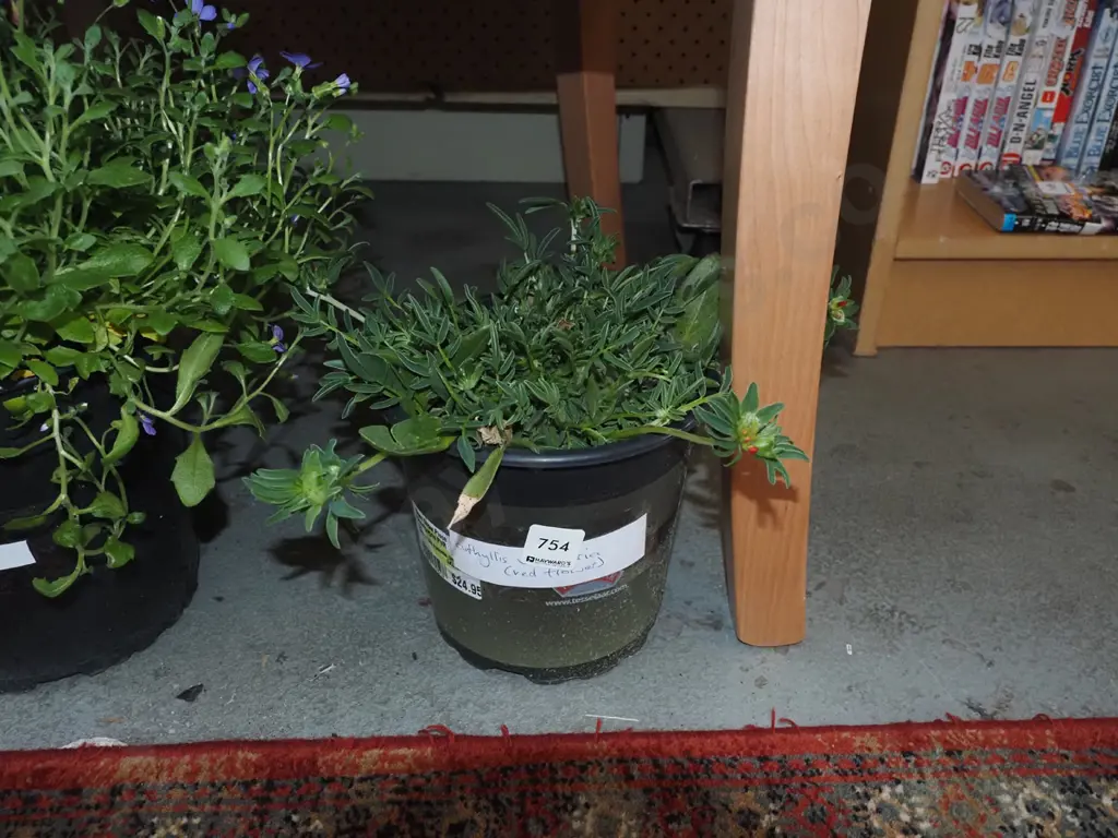 potted anthyllis velmeraria Image 1++