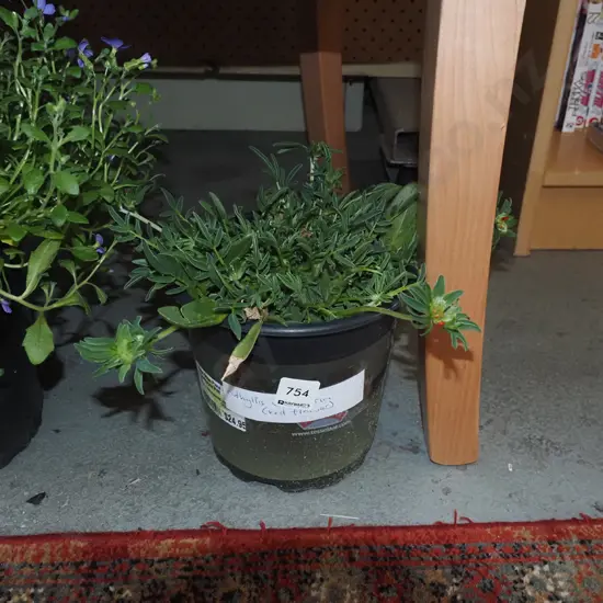 potted anthyllis velmeraria