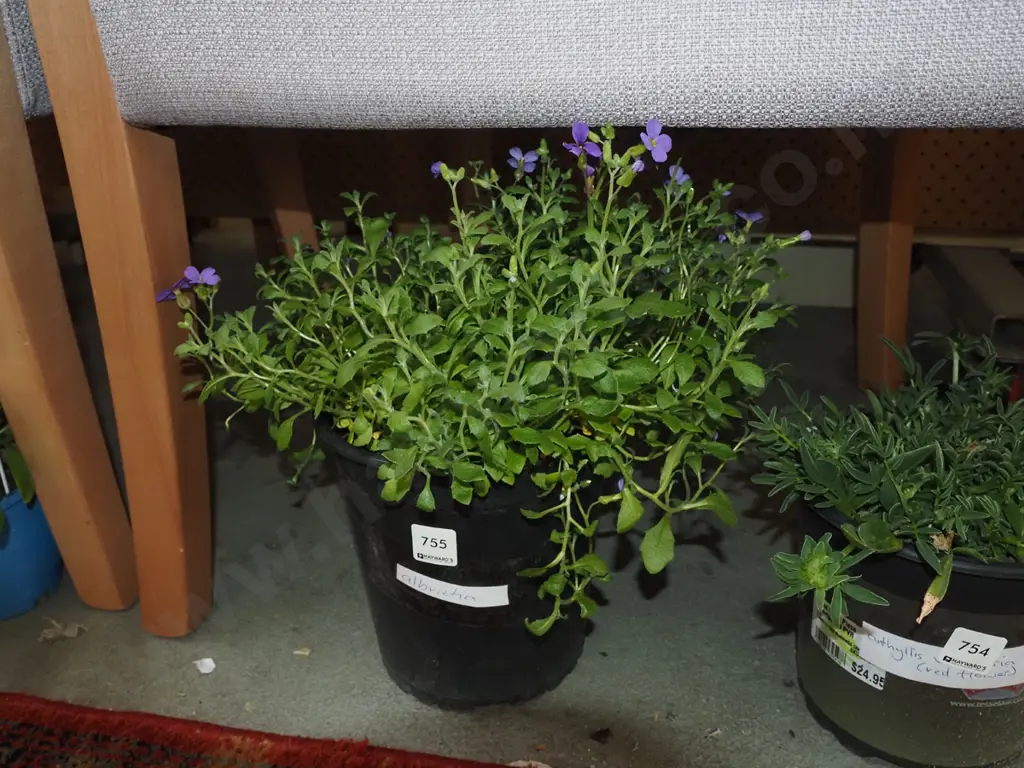 potted albrietia  Image 1++