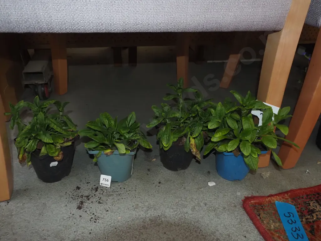 4x potted forget me nots Image 1++