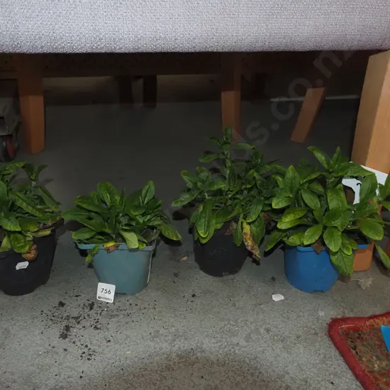 4x potted forget me nots