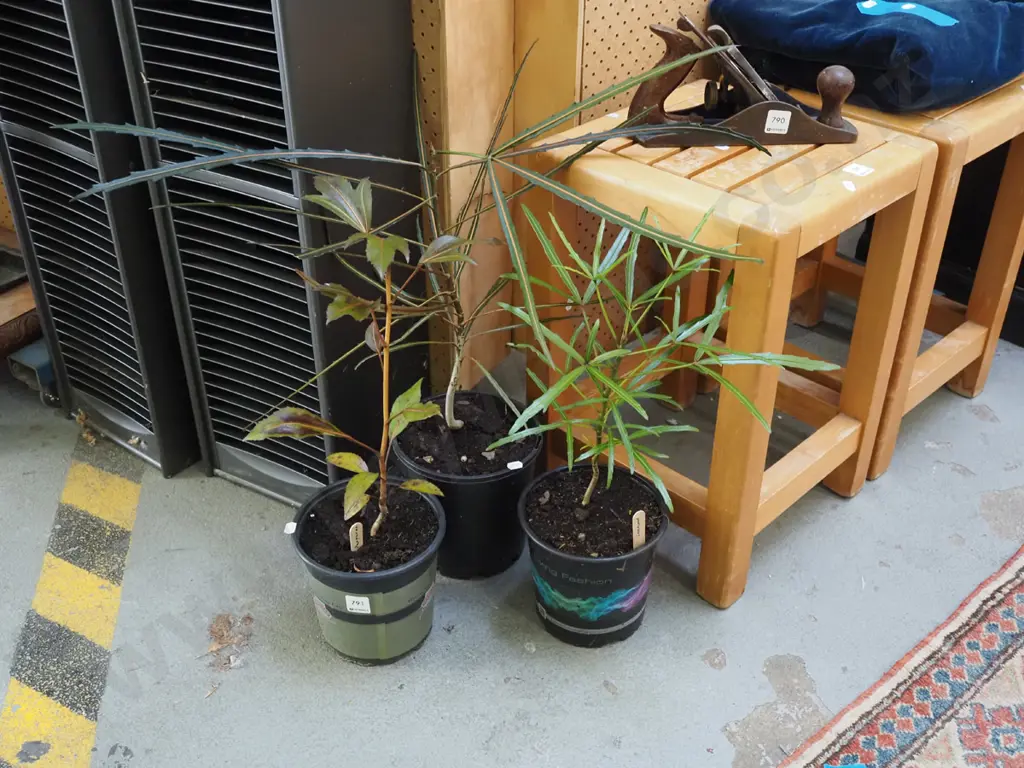 potted lancewoods, 2xpotted pseudopanax Image 1++