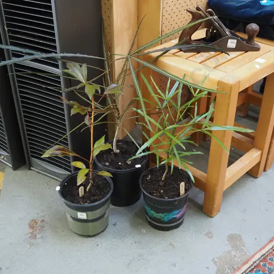potted lancewoods, 2xpotted pseudopanax