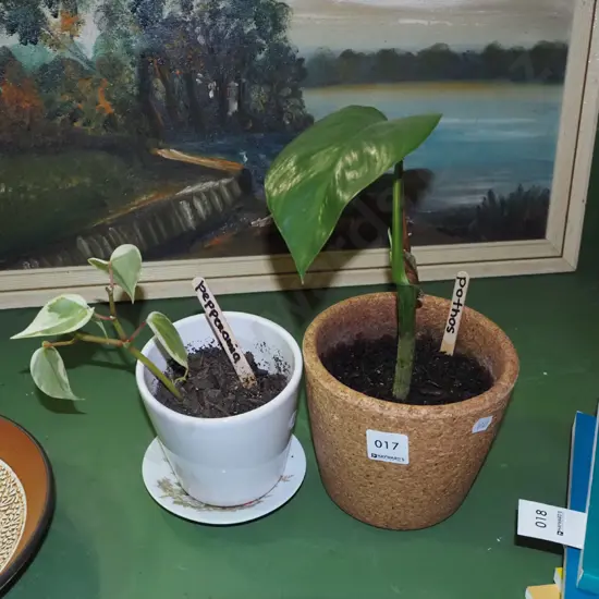 potted indoor plants - pothos, pepperonia