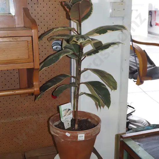 indoor pot plant - variegated ficus