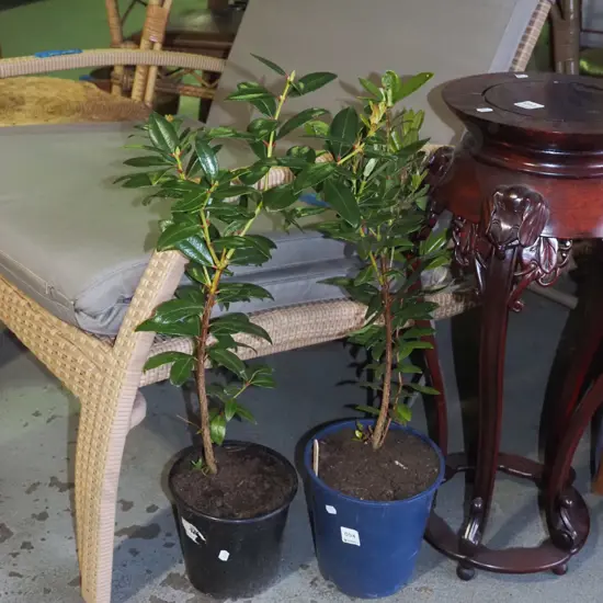 2x potted pohutukawa