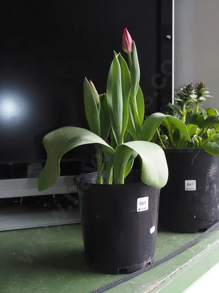 potted tulips Image 1++