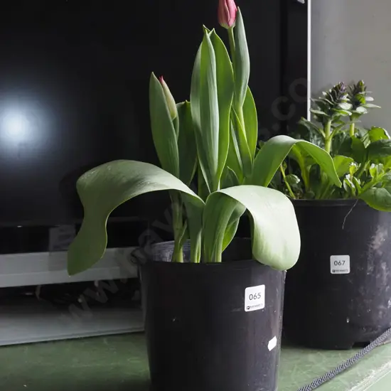 potted tulips