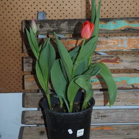 potted tulips
