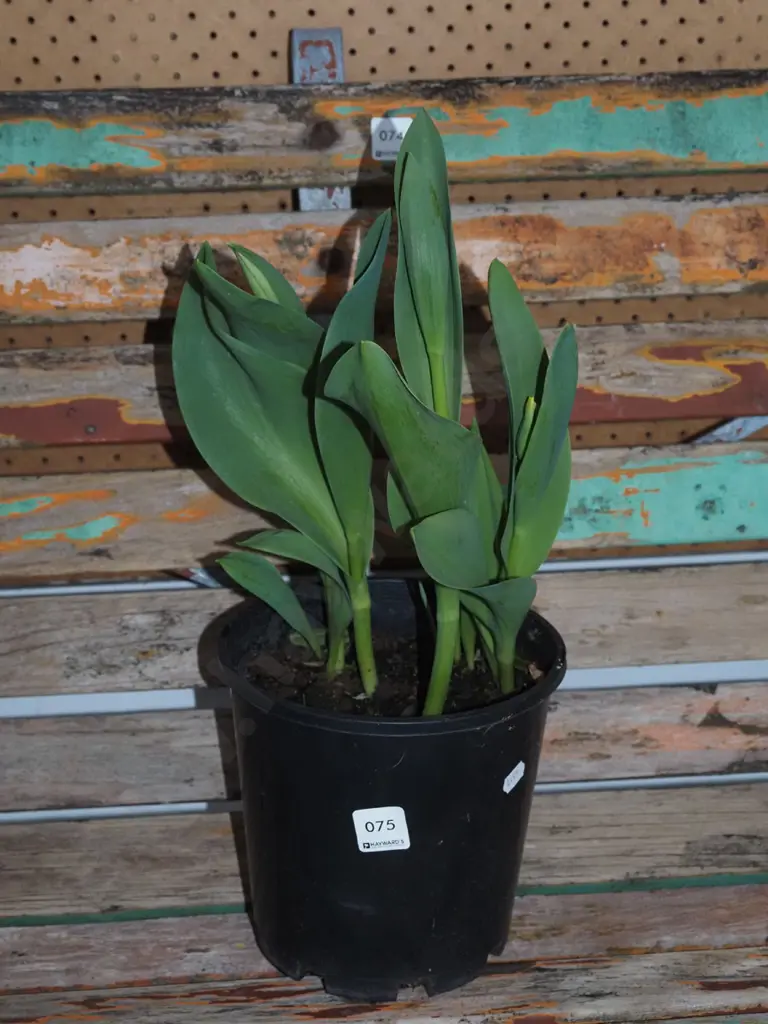potted tulips Image 1++