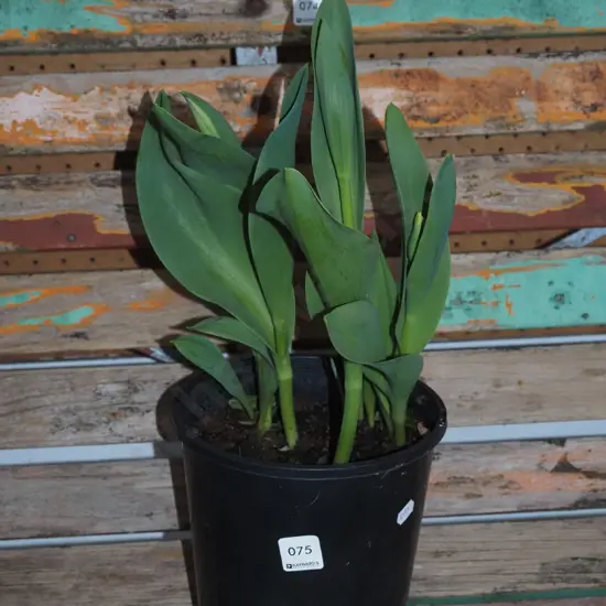 potted tulips