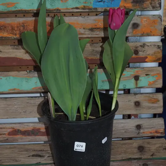 potted tulips