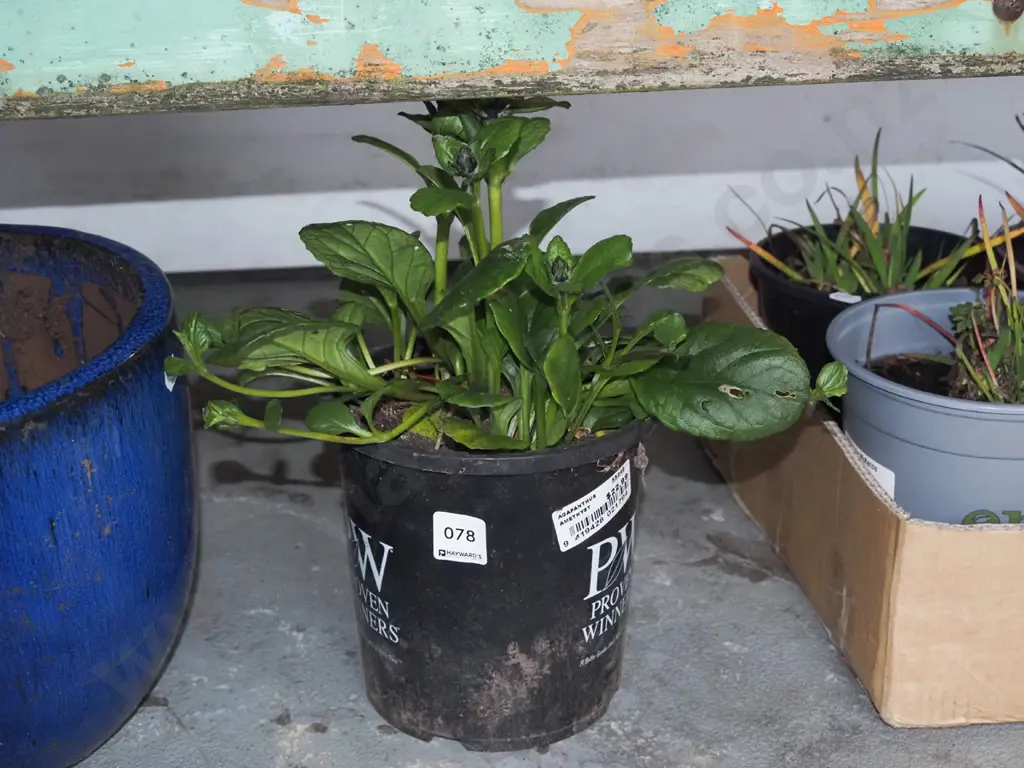 potted ajuga black scallops Image 1++