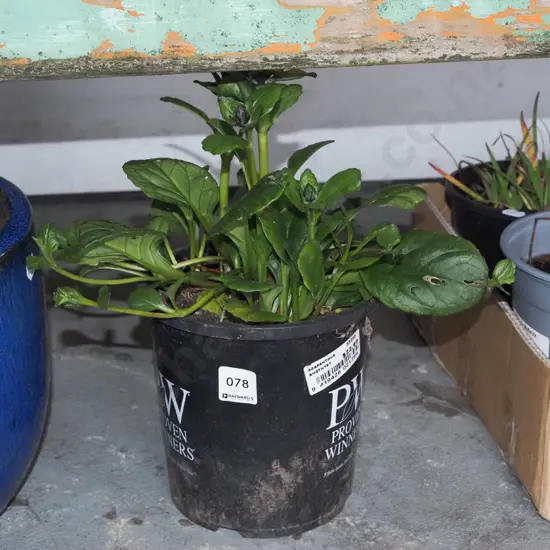 potted ajuga black scallops