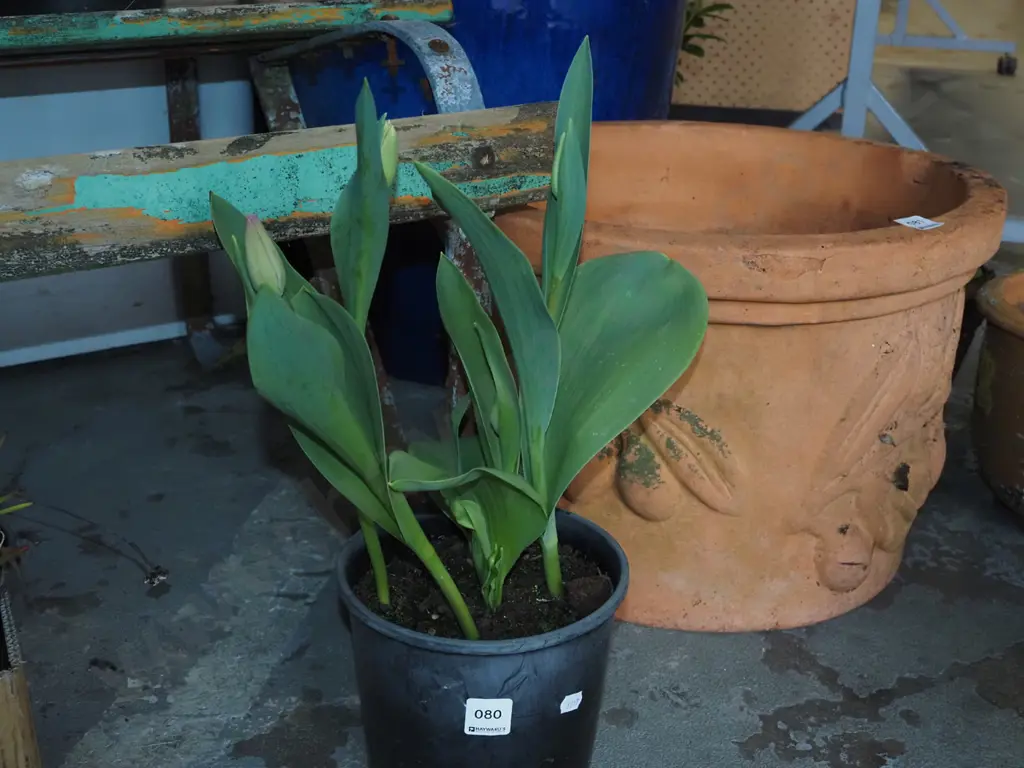 potted tulips Image 1++