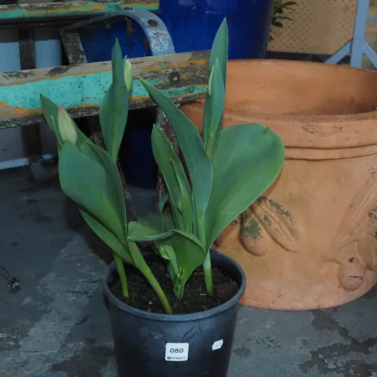 potted tulips