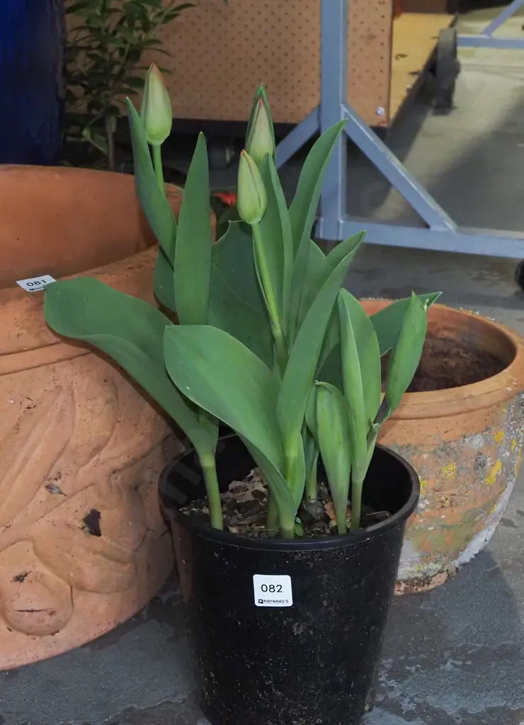 potted tulips Image 1++