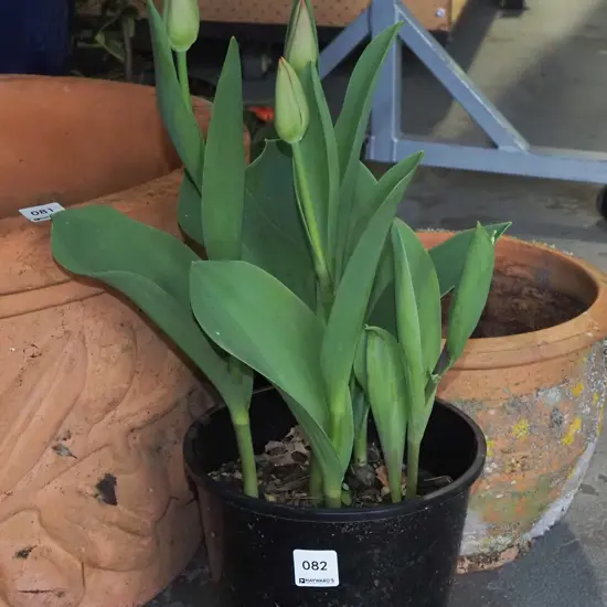potted tulips