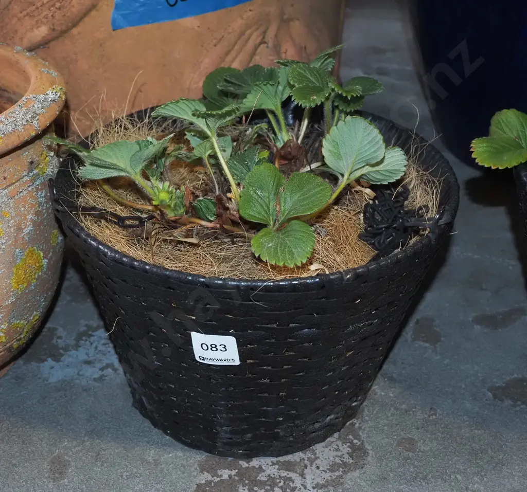 strawberries in woven plastic hanging basket Image 1++