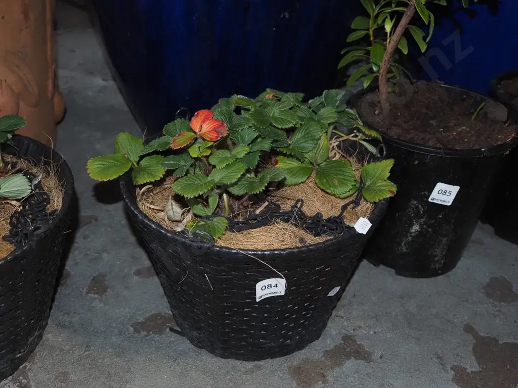 strawberries in woven plastic hanging basket Image 1++