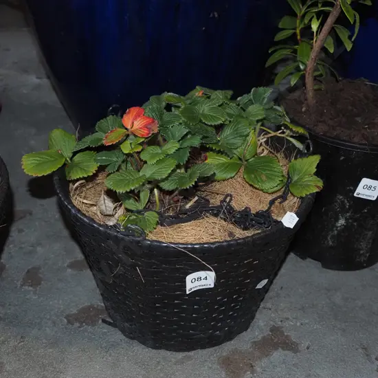 strawberries in woven plastic hanging basket